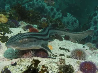 photo of customer project species
