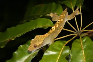 photo of customer project species