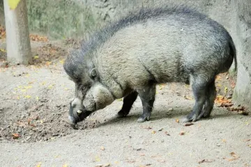photo of customer project species