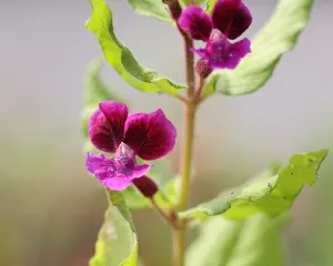 photo of customer project species