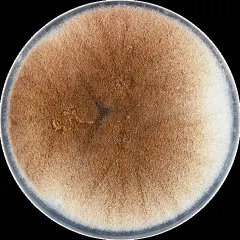 photo of customer project species
