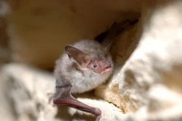 photo of customer project species