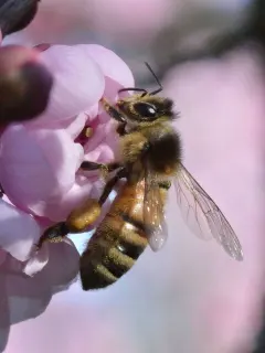 photo of customer project species