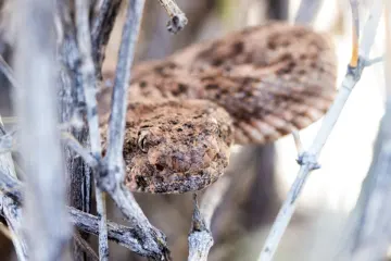 photo of customer project species