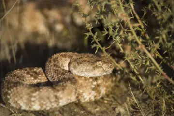 photo of customer project species