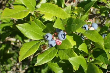 photo of customer project species