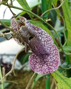 photo of customer project species
