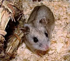 photo of customer project species