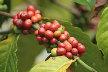 photo of customer project species