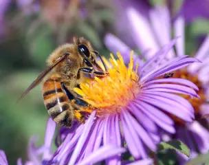 photo of customer project species